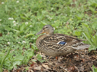 Female Mallard (Anas platyrhnchos)