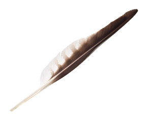 Osprey Wing Feather