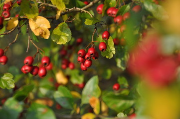 Fototapeta premium rote Früchte