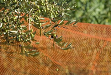 Raccolta delle olive in Liguria