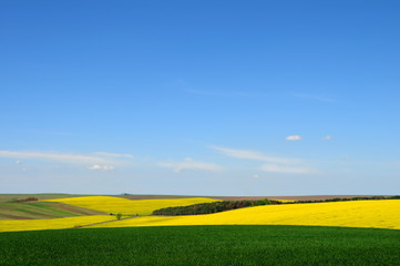 Fototapeta na wymiar Green and yellow fields