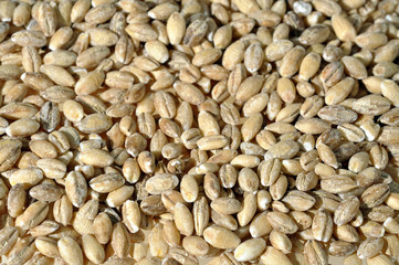 Group, rGrains from new ukranian harvest