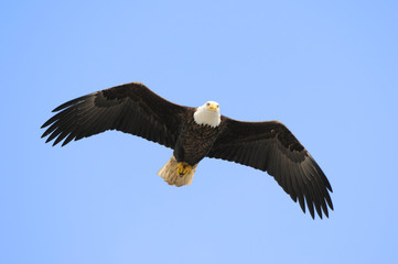 Bald Eagle Flying Overhead