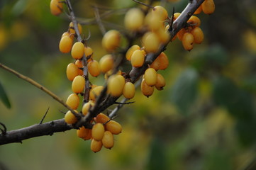 Sanddornfr&uuml;chte