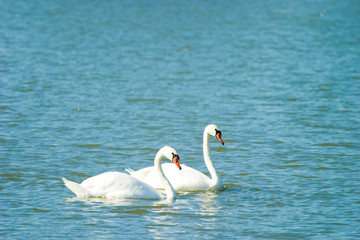 Fototapeta premium Swan