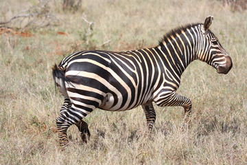 Fototapeta na wymiar Zebra Tanzania