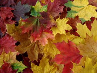 Naklejka na ściany i meble autumnal carpet