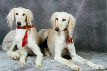 deux chiots de race lévrier saluki avec beau collier rouge