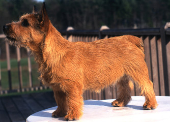 norwich terrier mont&eacute; sur une table