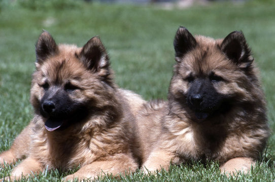 deux chiots de race eurasier assis c&ocirc;te &agrave; c&ocirc;te