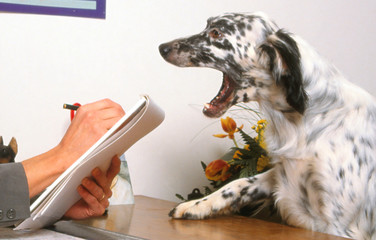 setter anglais chez le psy pour chiens - consultation