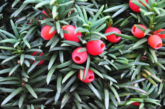 Yew Berries 2