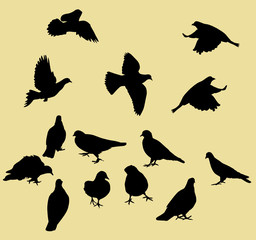 vector illustration of a pigeons collection