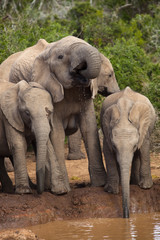 Fototapeta premium Elephant Family