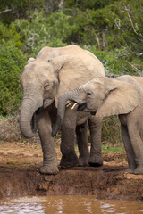 Fototapeta na wymiar Spragniony Elephants