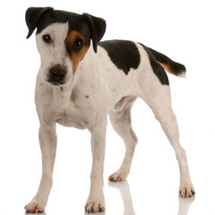 smooth coat tri-colored jack russel terrier standing ..