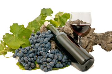 Vino 16