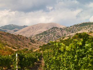 Vineyard on the hills