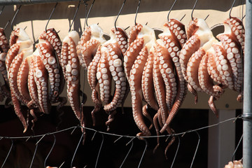 Oktopus Meeresfrucht