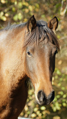 Obraz premium Cheval