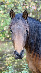 Fototapeta premium Cheval