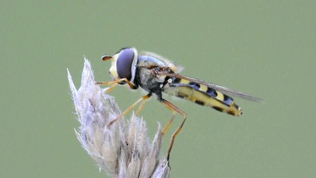 mosca