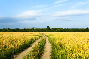 Country road through the wheaten field