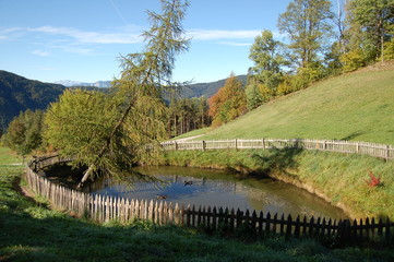 Fototapeta premium laghetto con anatre