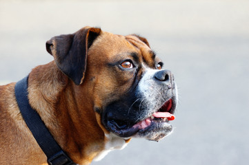 boxer dog