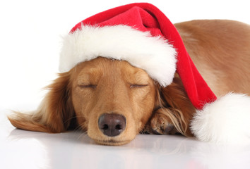 Sleepy Santa dog