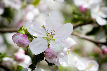 Fototapeta na wymiar Bloom of apple tree with Shallow DOF