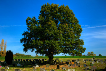 Giant oak tree in fresh autumn sun, leaves turning colour