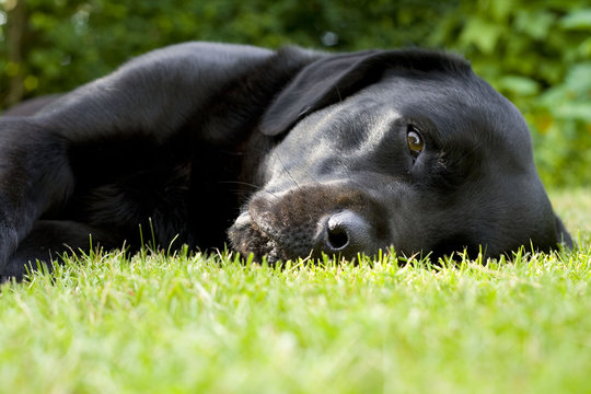 Black labrador retriever resting in short  green grass