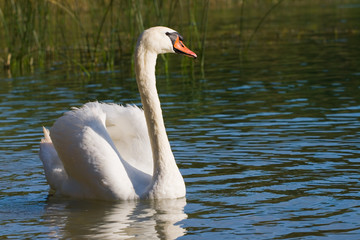 A white swan