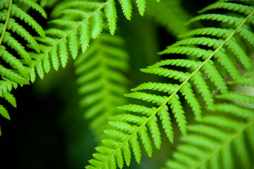 Fern detail backgorund
