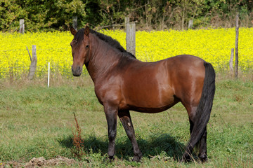 cheval