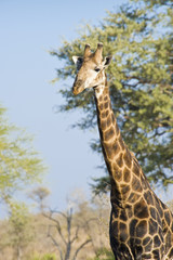 Giraffe walking through the bushveld