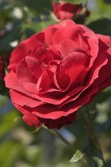 Rose / Garten