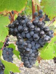 grappe de raisins du pessac léognan