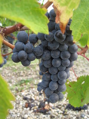 grappes de raisins des graves
