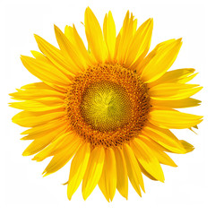 Obraz premium Isolated Sunflower head with clipping path, on white background