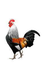 Rooster Isolated