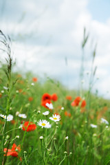 poppies and daisies