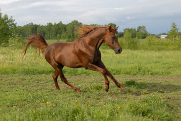 Stately red arabian horse gallop's