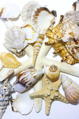 starfish and shells