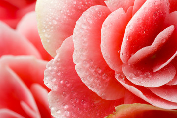 Flower Macro