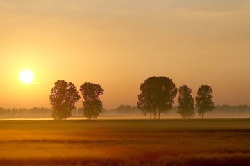 Misty summer sunrise with trees in the field of rape
