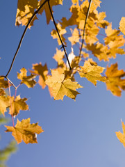 Autumn leafs