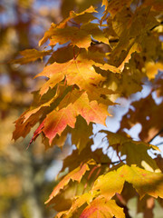 Autumn leafs