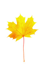 autumn fall leaf isolated